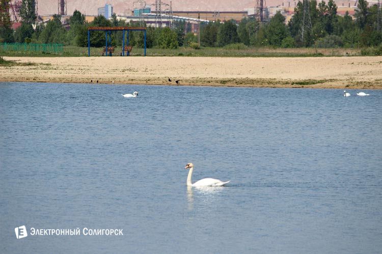 собственно сами лебеди) водоем солигорска