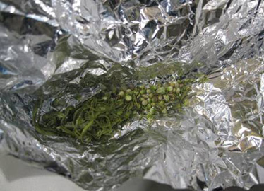 наркопритон в солигорске