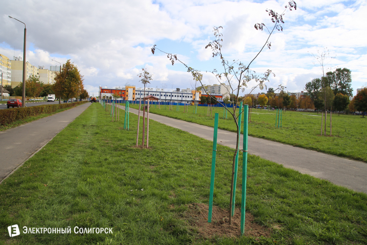 Аллея Матери в Солигорске