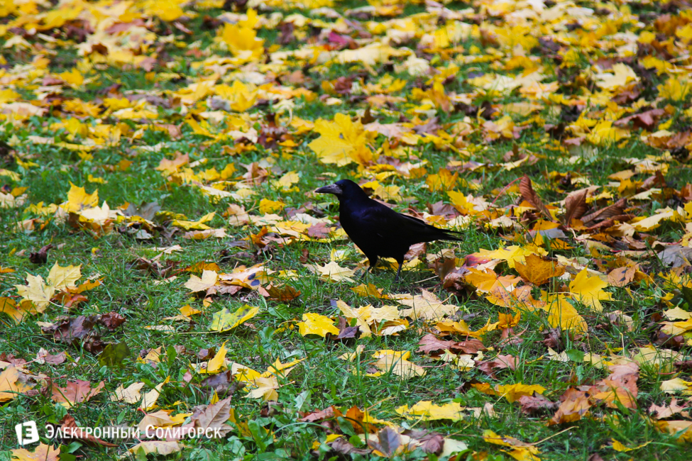 осень в Солигорске