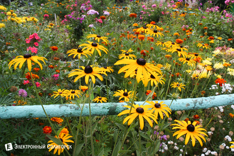 цветы Солигорск