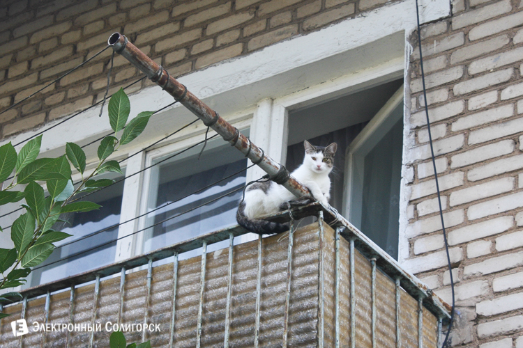 кот Солигорск