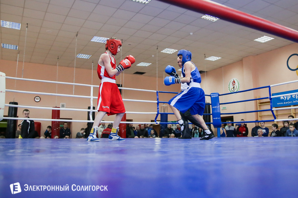 боксеры Солигорск