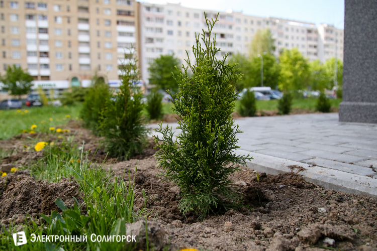 посадка дерьвьев солигорск