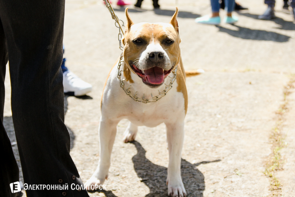 выставка собак в Солигорске