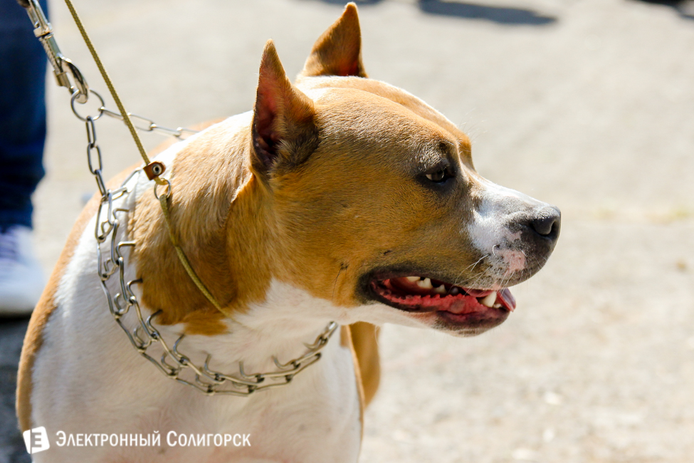 выставка собак в Солигорске
