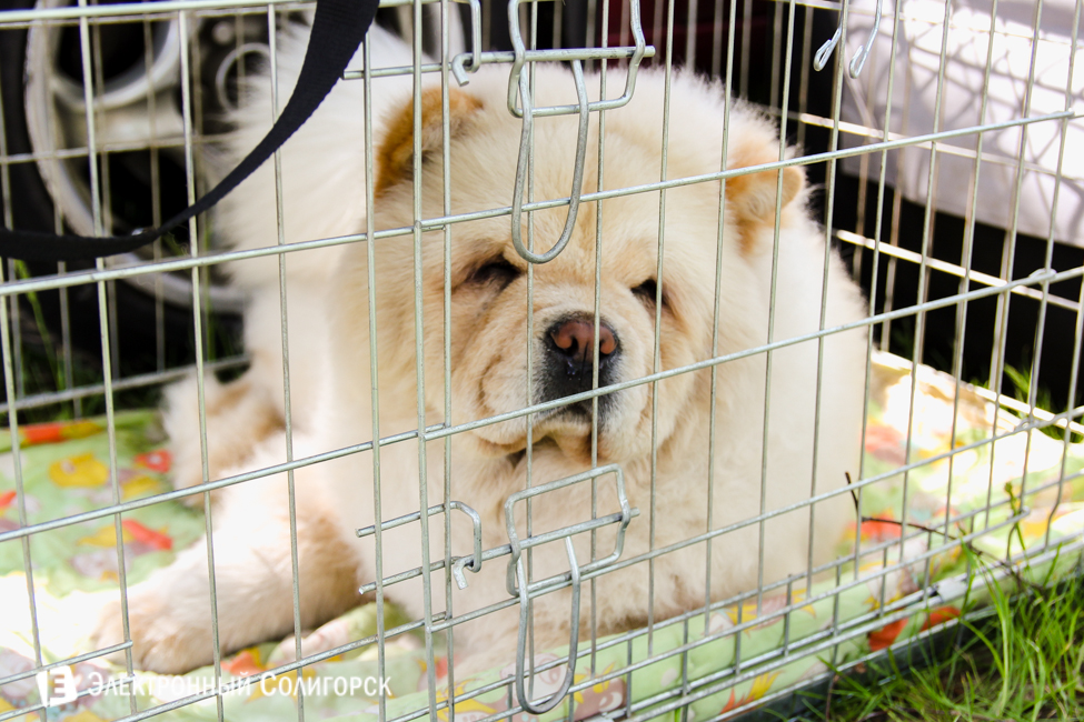выставка собак в Солигорске