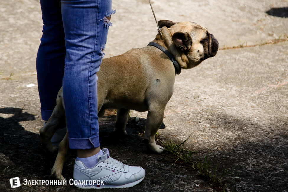 выставка собак в Солигорске