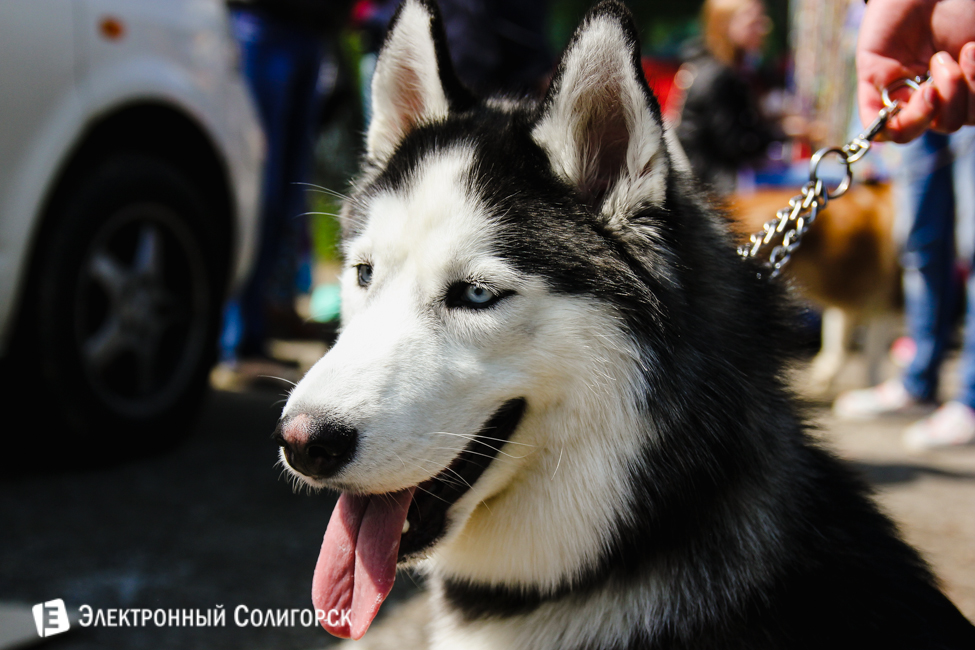 выставка собак в Солигорске