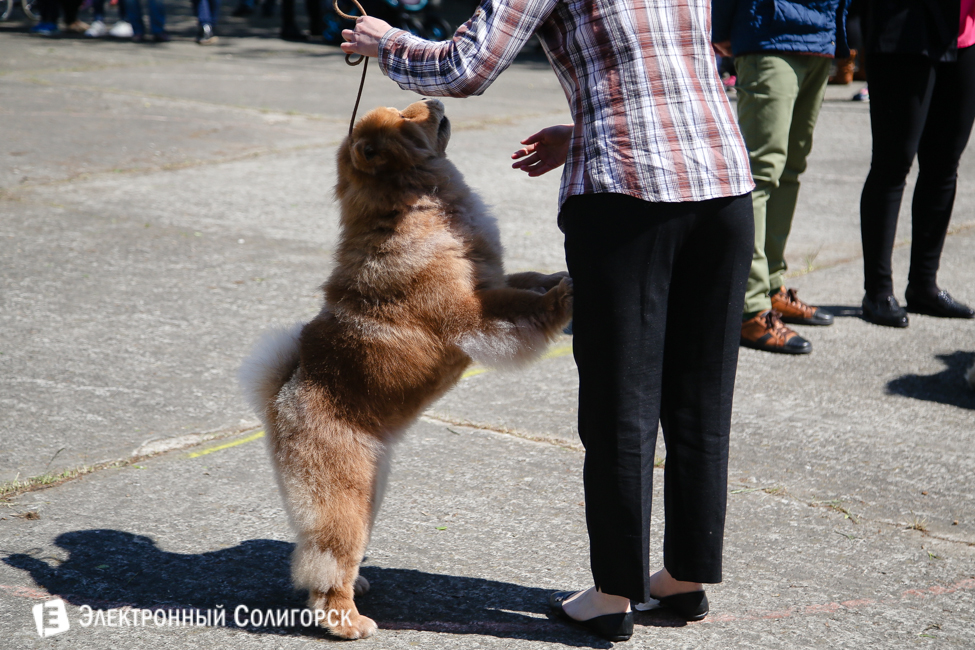 выставка собак в Солигорске