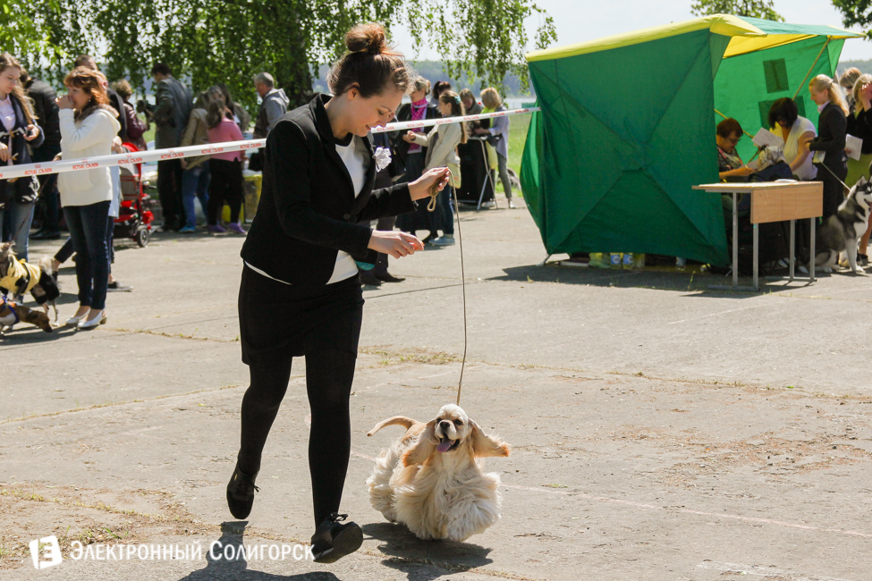 выставка собак в Солигорске