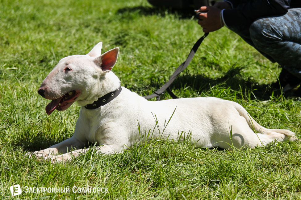 выставка собак в Солигорске