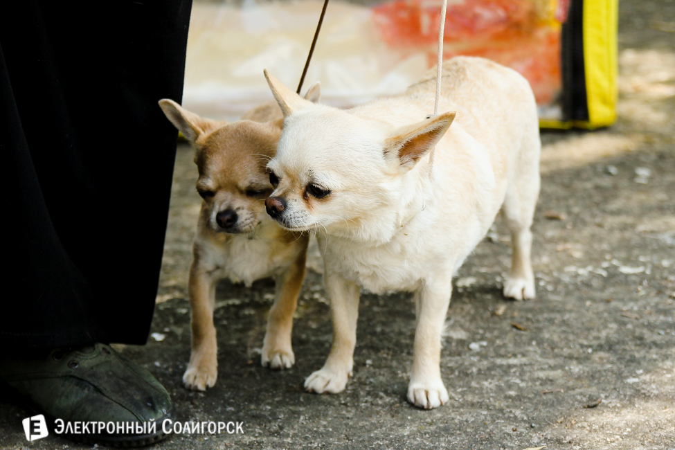 выставка собак в Солигорске