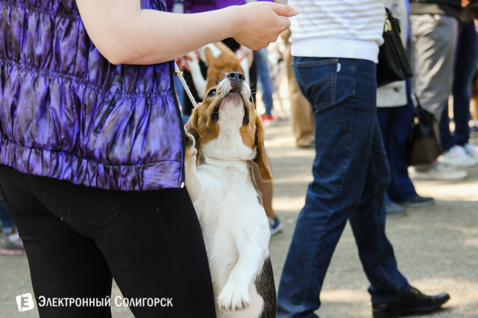 выставка собак в Солигорске