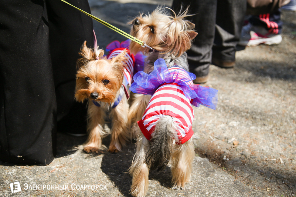 выставка собак в Солигорске