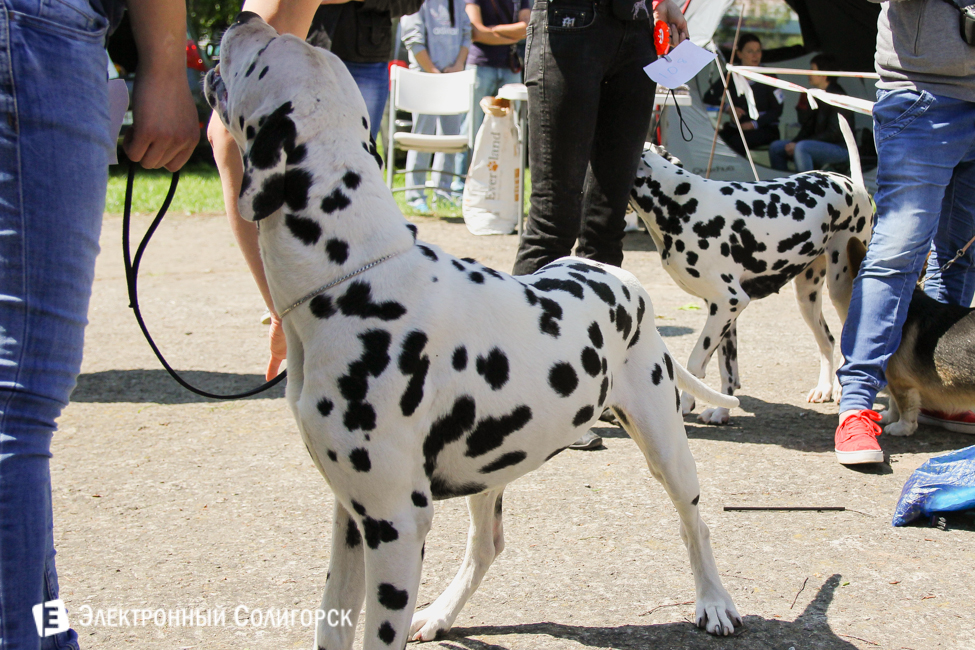 выставка собак в Солигорске