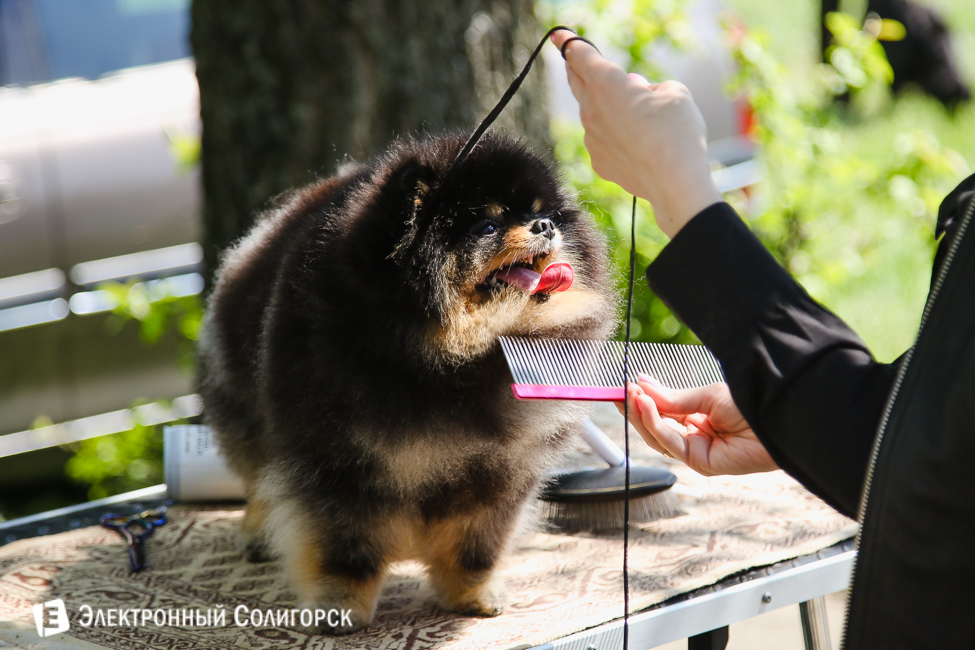 выставка собак в Солигорске