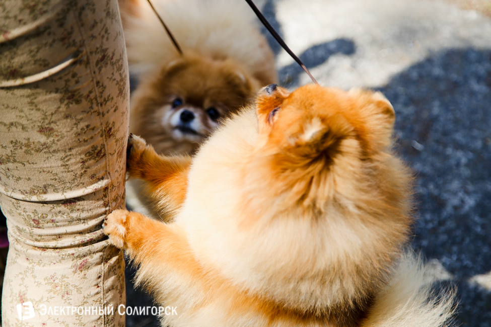 выставка собак в Солигорске
