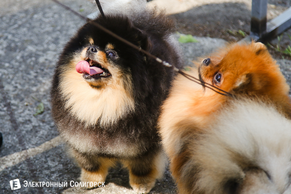 выставка собак в Солигорске