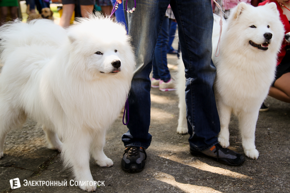 выставка собак в Солигорске