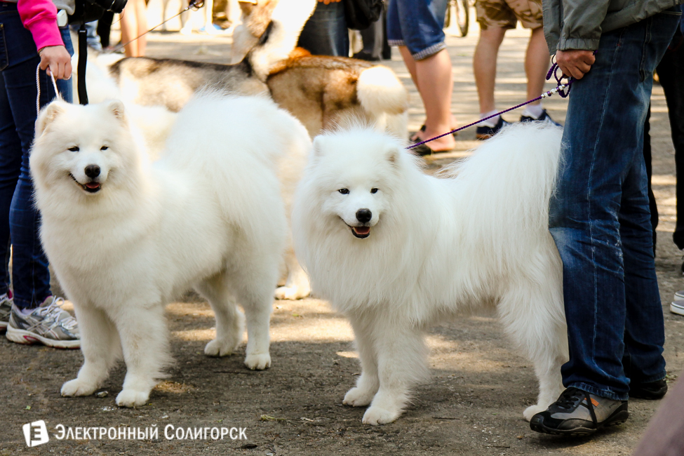 выставка собак в Солигорске