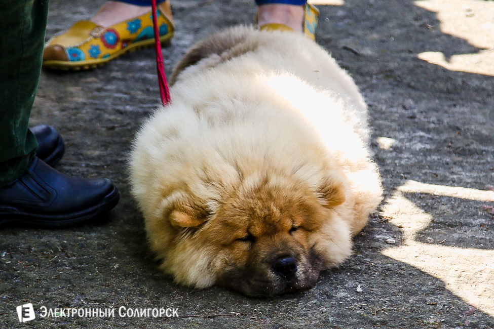 выставка собак в Солигорске
