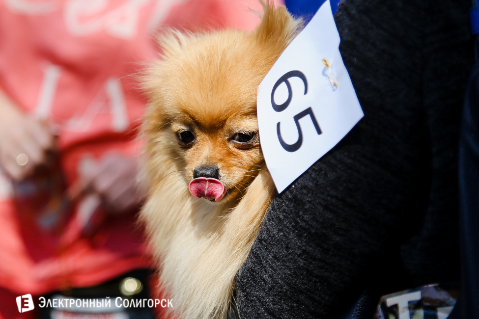 выставка собак в Солигорске