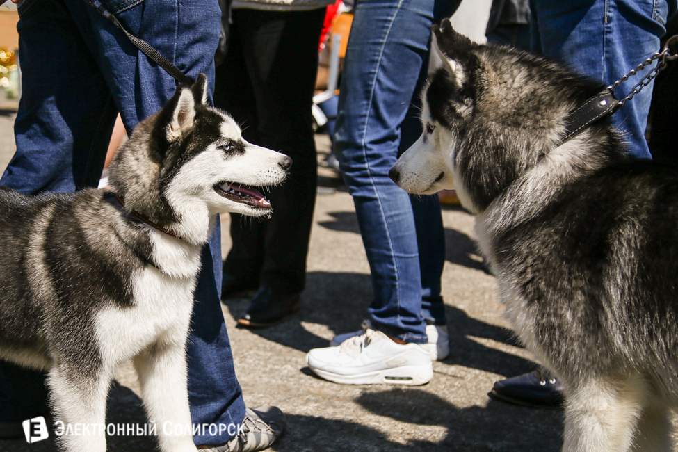 выставка собак в Солигорске