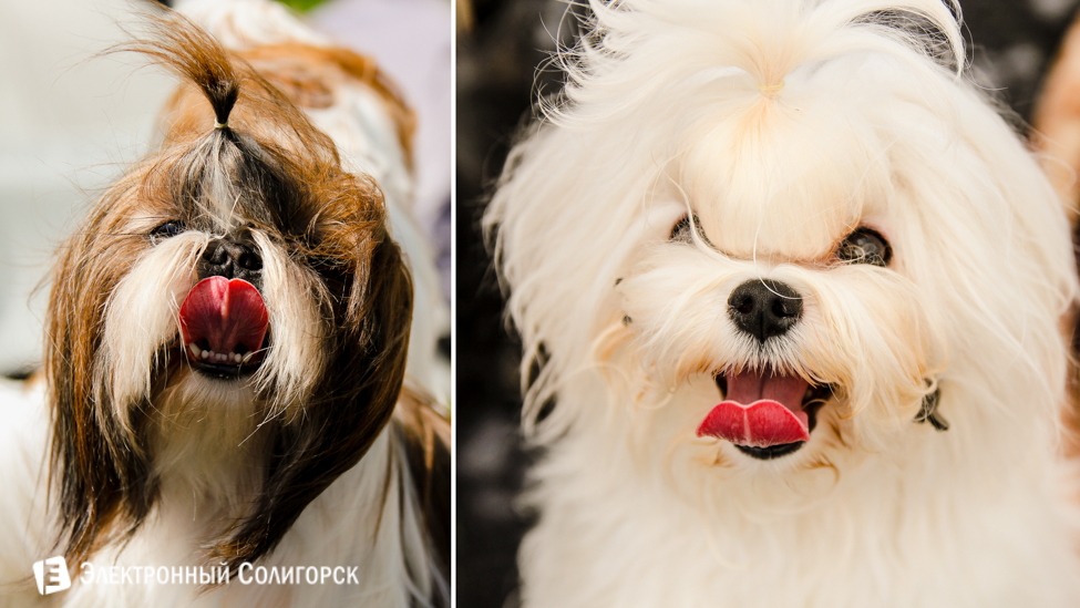выставка собак в Солигорске