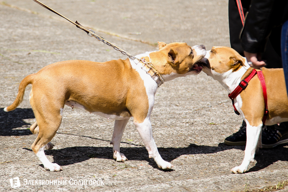 выставка собак в Солигорске