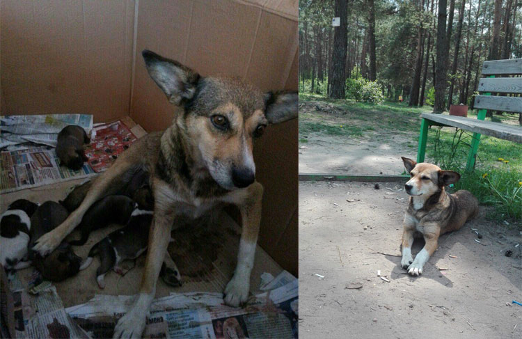 чуча солигорск