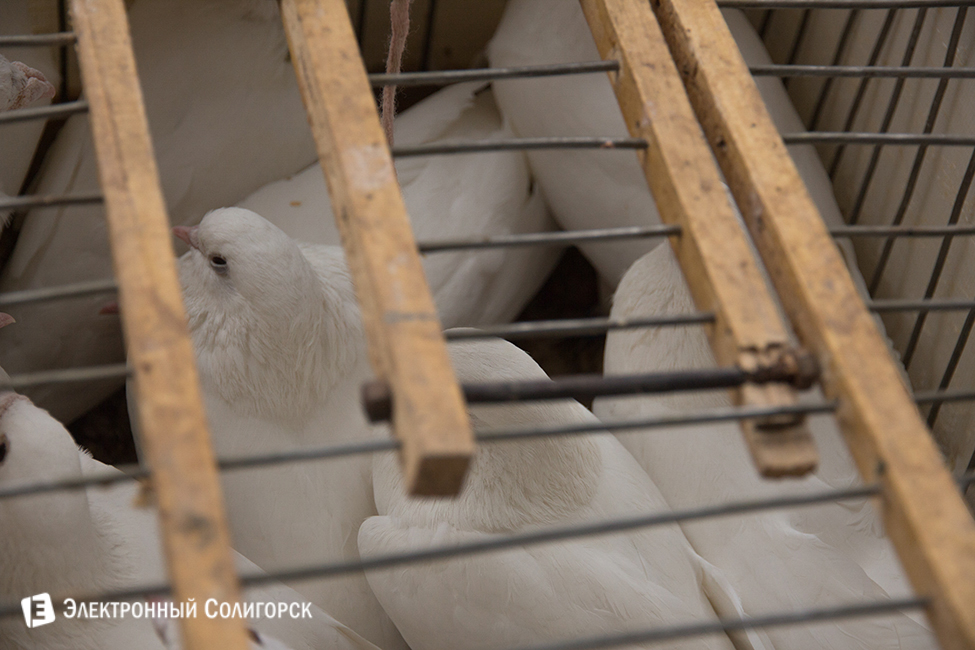 линейка, 2016, 3 гимназия, солигорск