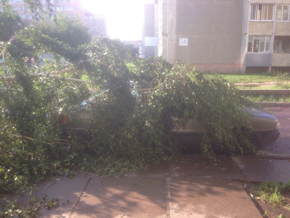 поваленное дерево Солигорск