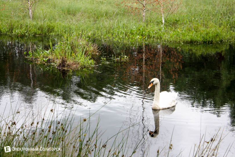 природа Солигорск