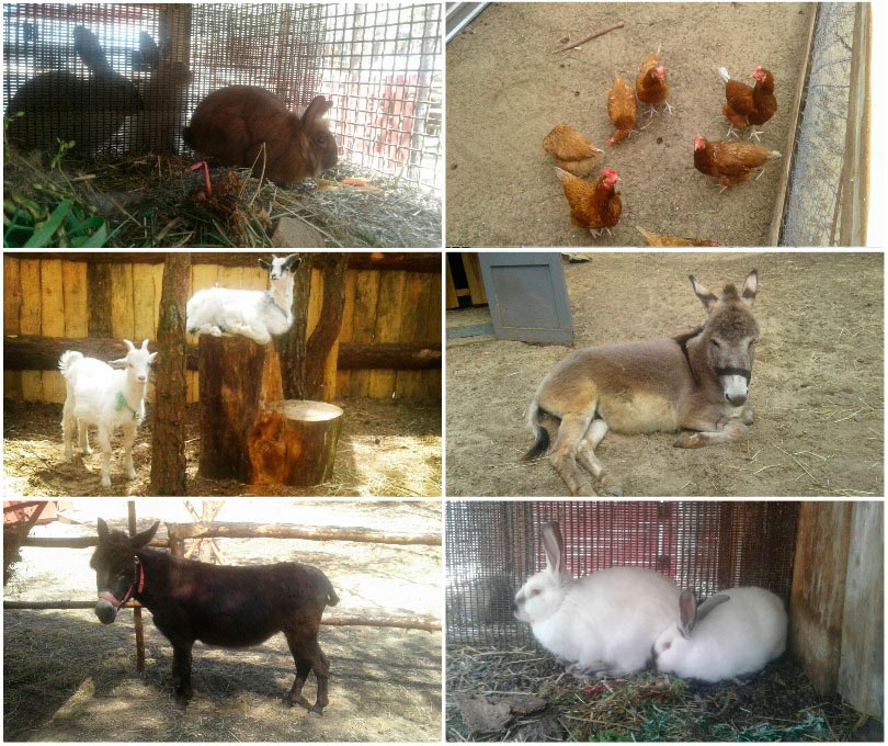 контактный зоопарк малиновка