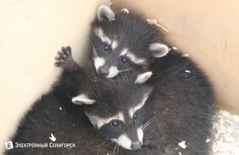 еноты зоопарк Солигорск
