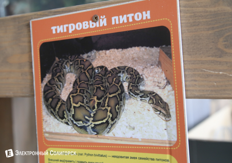 питон контактный зоопарк Солигорск