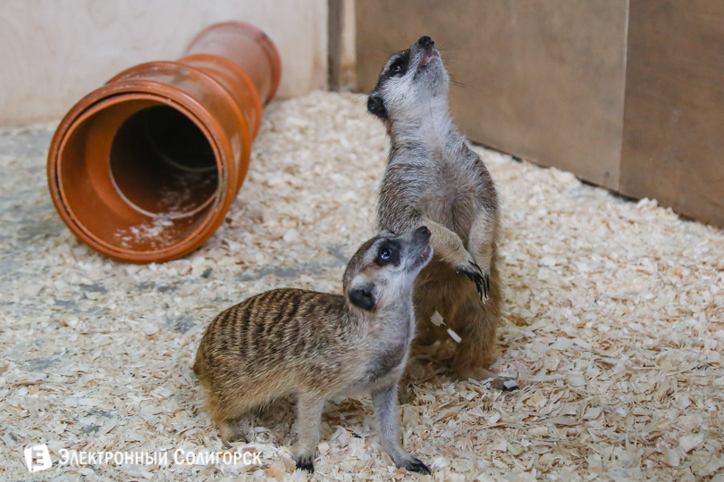 зоопарк Солигорск