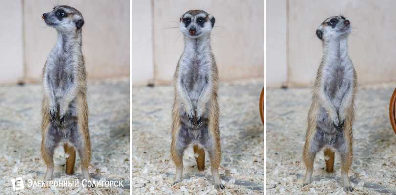 контактный зоопарк сурикаты