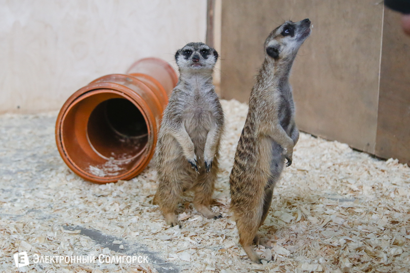 зоопарк Солигорск