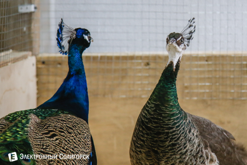 контактный зоопарк Солигорск