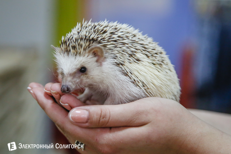 зоопарк контактный Солигорск
