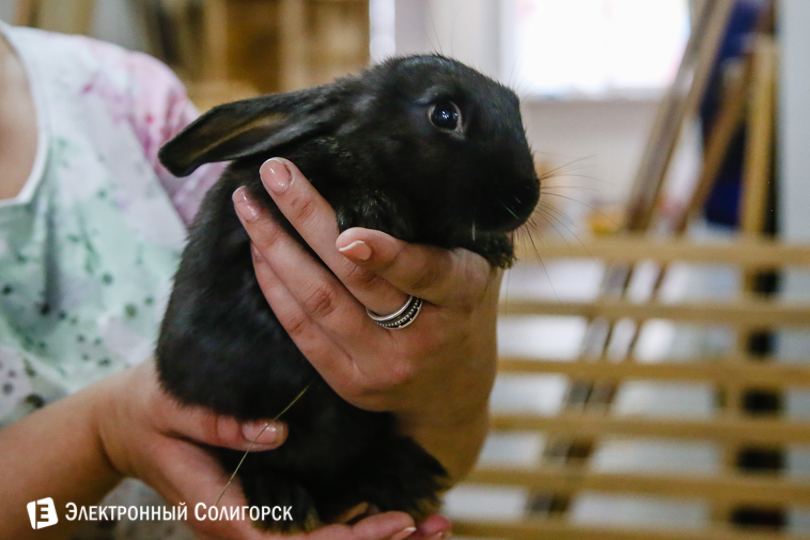 кролики контактный зоопарк