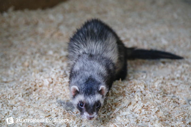 зоопарк Солигорск