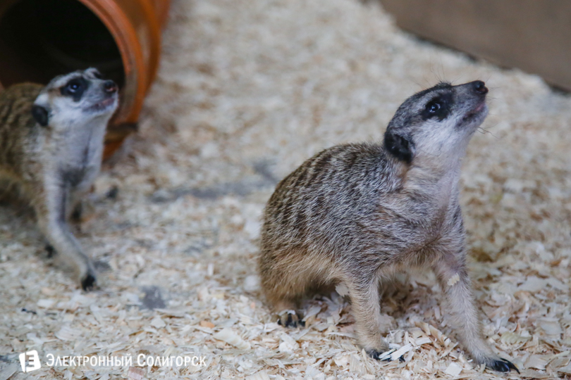 сурикаты Солигорск