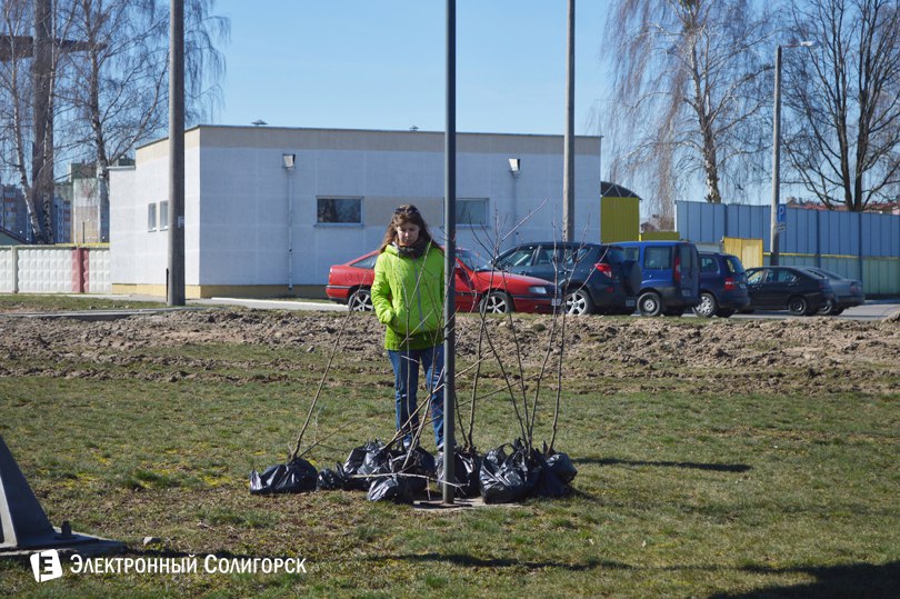 посадка деревьев Солигорск