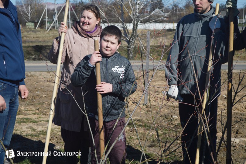 посадка деревьев Солигорск
