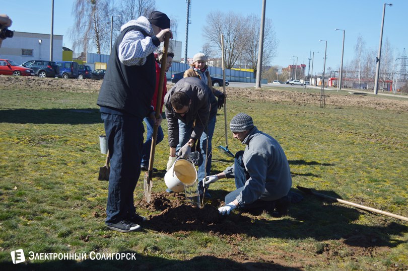 посадка деревьев Солигорск