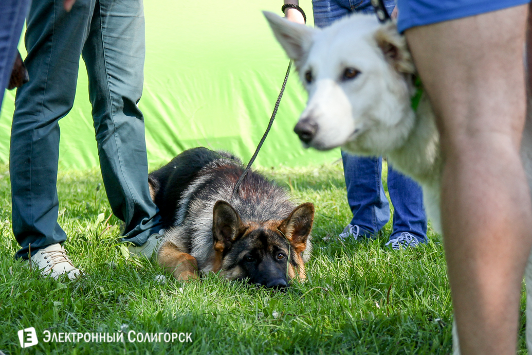 овчарка Солигорск