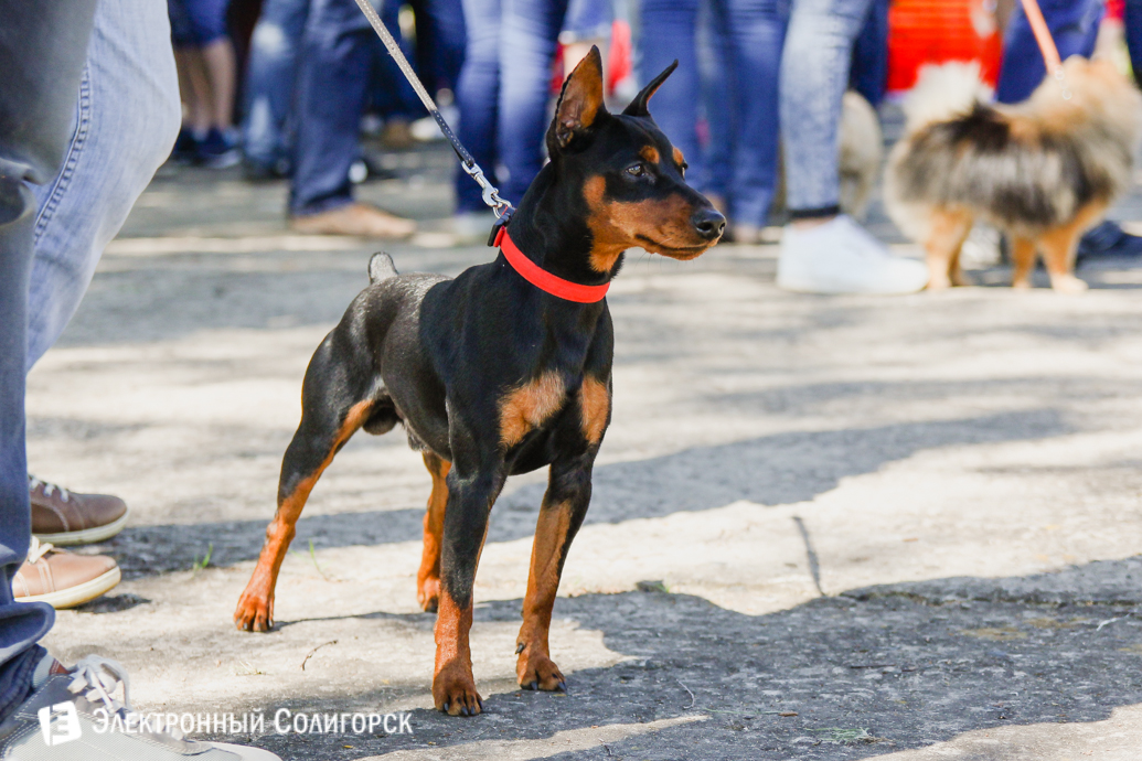 выставки собак Солигорск